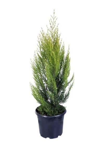 Limoni Servi Limon Çamı 50-80 Cm
