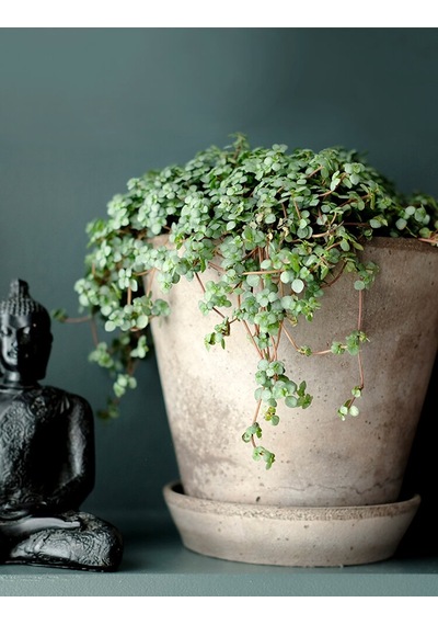 Sarkıcı Pilea Glauca 2 Adet - Dostluk Çiçeği Askılı Saksıda
