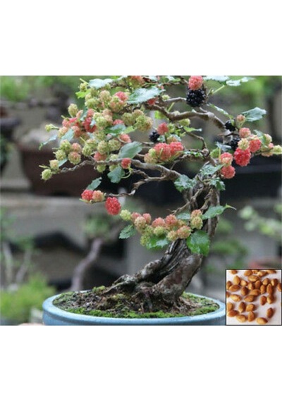 Kara Dut Bonzai Ağacı Tohumu 5 Adet Bonsai Ağacı Tohumu