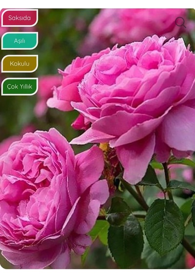 Isparta Gülü Fidanı, Aşılı Rosa Damascena, Saksıda, Katmerli, Yoğun Kokulu Diğer