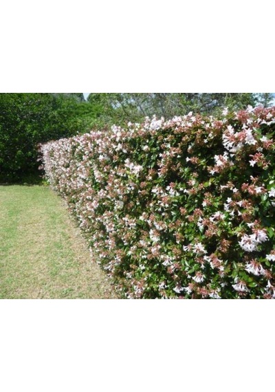 Abelya Çeçeği güzellik Çalısı 30-40 Cm Abelia Chinensis