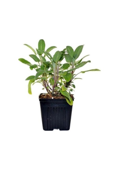 Fruticosa Anatolian Sage Fruticosa Anadolu Adaçayı Fidanı 10-20 Cm
