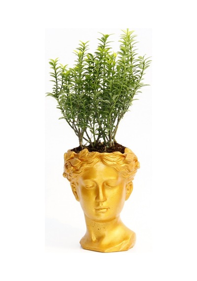 BONSAİ HELEN EUONYMUS MİCROPHYLLUS - HEDİYELİK TURUNCU RENK
