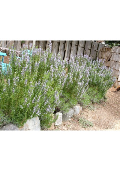 Biberiye Rosmarinus Officinalis 20 Adet