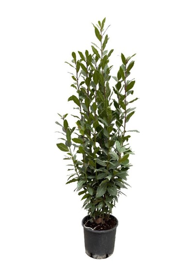 Laurus Nobilis -defne Çalısı Fidanı 1 Adet Saksılı 30-60cm