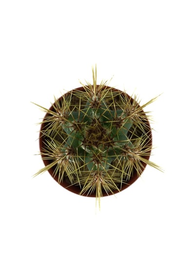 Pilosocereus Azureus (Kaktüs) Ø5,5 CM Y0-10 CM