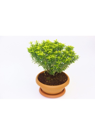 Bonsai Euonymus Microphyllus Aurea Fidanı - 5 Adet