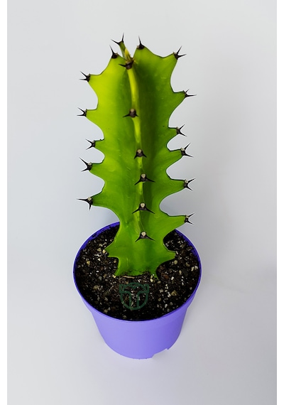 Euphorbia Kaktüs Süt Ağacı Kolay Bakım 1 Adet