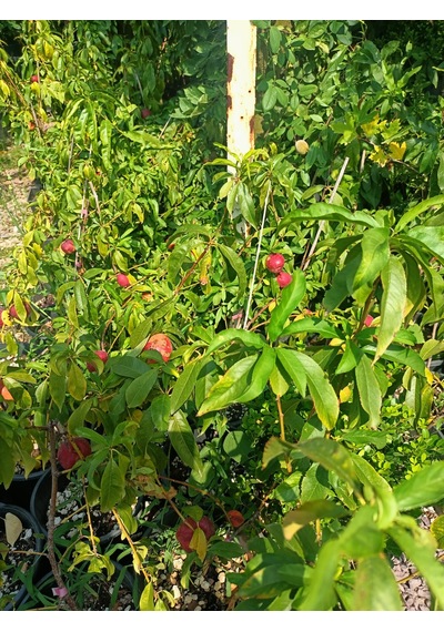 Yeşil Deniz Fidancılık Tüplü Bodur Nektar Fidanı 50-80 Cm
