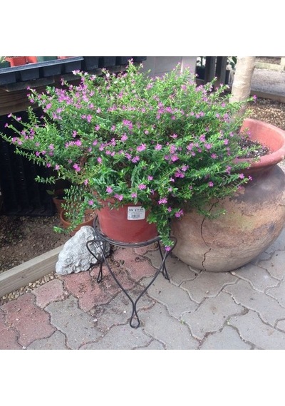 Kufeya Cennet Çiçeği Fidanı Pembe 10-20 Cm