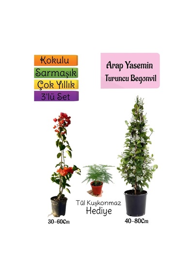 Mis Kokulu Arap Yasemini+turuncu Begonvil+tül Kuşkonmaz 3'lü Bahçe Seti