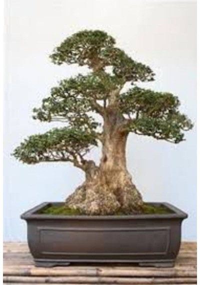 5 Adet Tohum Bodur Bonsai Lübnan Sediri Ağacı Bonzai Tohumu Saksı Toprak Hediyelidir..