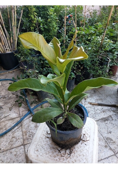 Manolya Ağacı 30-40 Cm. Saksıda. 12 Ay Dikilebilir N11.6748
