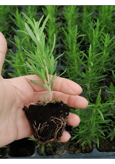 Biberiye Fidanı Mini Aromtik Bitki Fidesi 5-15cm 5.5 Saksıda