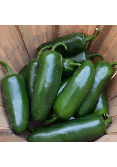 Doğal Çok Acı Jalapeno Biber Tohumu 20Adet