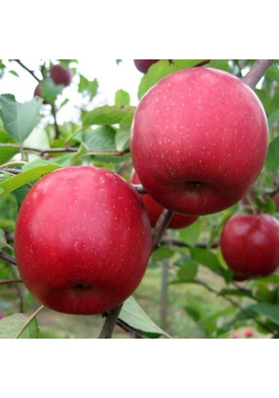 Tüplü Aşılı Bol Sulu Yüksek Verimli Tam Bodur Fuji Zhen Aztek Elm