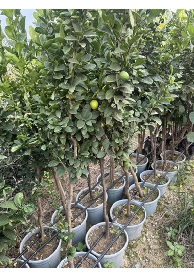 Saksıda ,meyve Veren ,aşılı Meksika Lime Limon Fidanı Boy 150-180cm