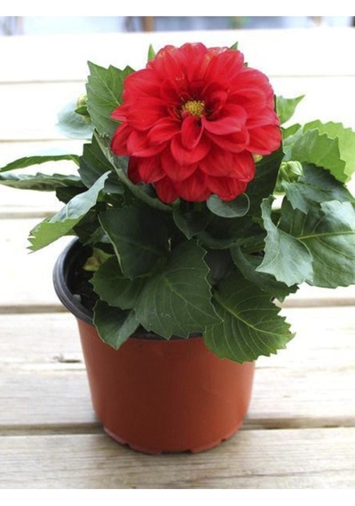 Kırmızı Dahlia Yıldız Çiçeği Fidanı 1 Adet Saksılı 20- 40 Cm Iç/dış Mekan Bitkisi Dahlia