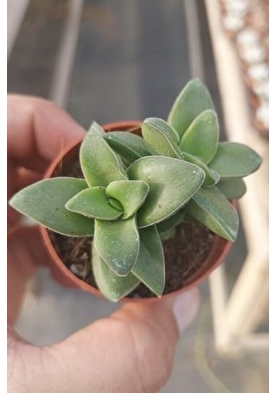 Mum Hoya Çiçeği Iç Mekan Ve Balkonda Bakılır Minik 5.5cm /şuan Çiçeksizdir