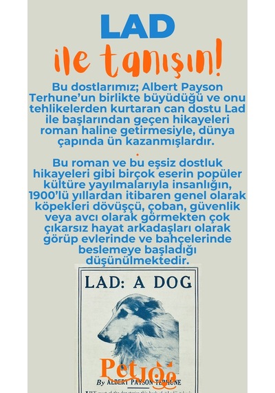 Petjoo 23.Lad Turuncu-Mavi Qr'lı Köpek Künyesi