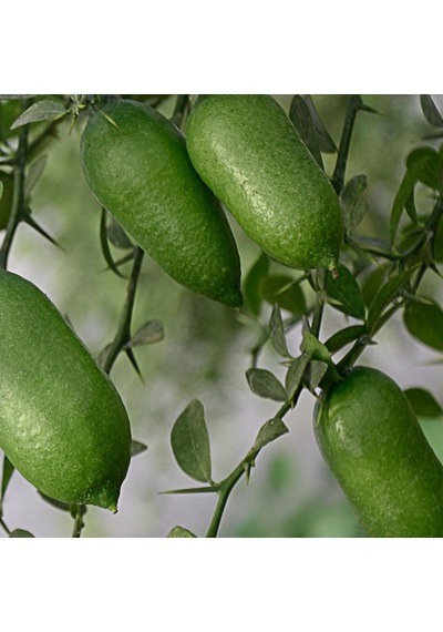Tüplü Nadir Bir Çeşit Fingerlime Parmak Limon
