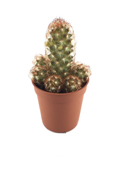 Mammillaria Elongata 'copper King' Kaktüs Ø5,5 Cm Y0-10 Cm