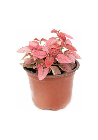 Kırmızı Çilli Yaprak Çiçeği Hostes Çiçeği Hipoestes Phyllostachya 10-20 Cm