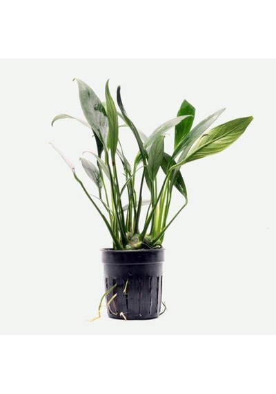 Anubias Congensis 5-6 Yapraklı Kök Canlı Bitki Standart