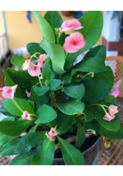 Pembe Dikenler Tacı 10-20 Cm Japon Iğnesi Euphorbia Milii