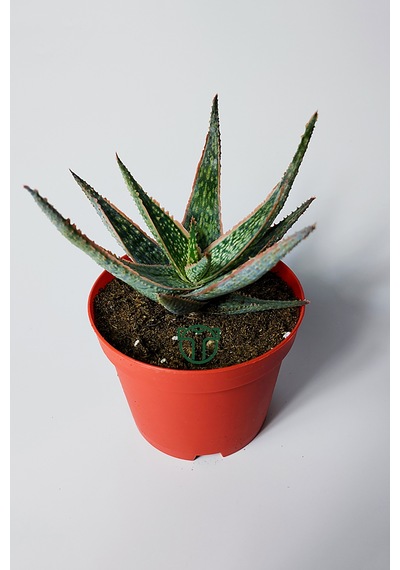 Aloe Christmas Carol Sukulent Renkli Yapraklı Koleksiyon Aloe
