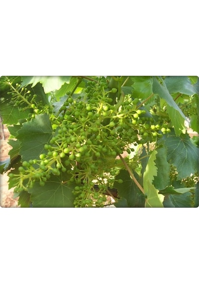 Çinko Ve Fosfor Gübresi 3-15-0+6Zn (Elfer Znp)20 L