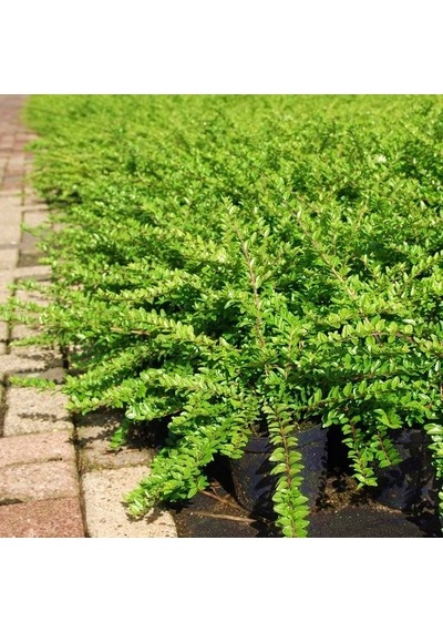 HANIMELİ ÇİT BİTKİSİ 5 ADET 'Lonicera Nitida'