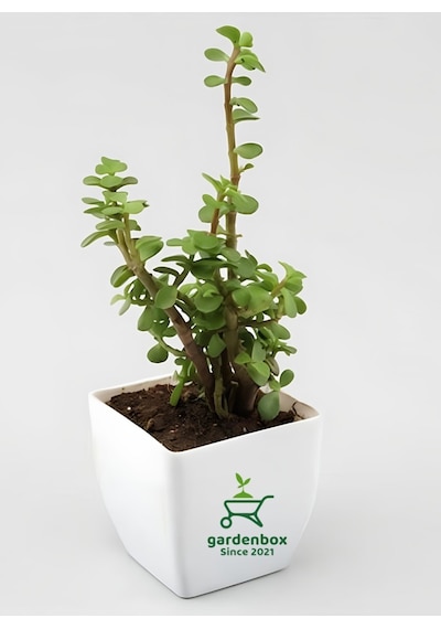 Yeşim Para Çiçeği 2 Adet Dekoratif Canlı Bitki 10-15cm Crassula