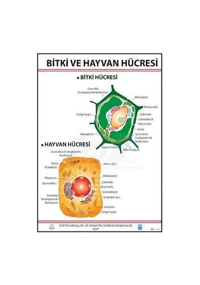 Bitki Ve Hayvan Hücresi Levhası