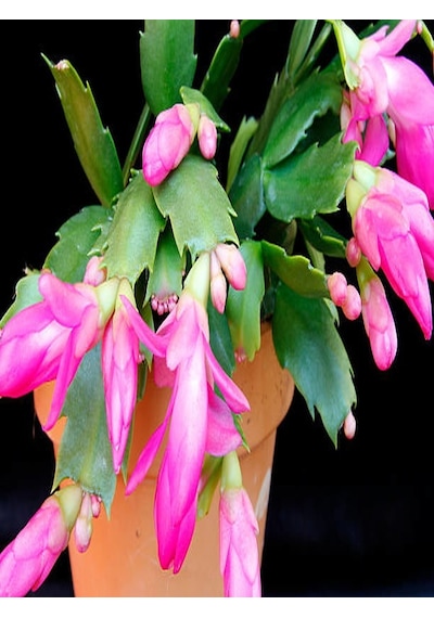 Serada Decor Plant Yılbaşı Çiçeği Yılbaşı Kaktüsü Açık Pembe 8.5 Saksıda İç Mekan Bitkisi