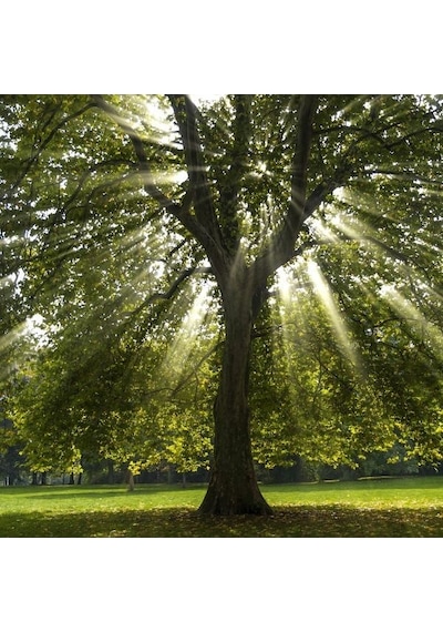 Batı Çınarı Fidanı 10 Adet - Platanus Occidentalis