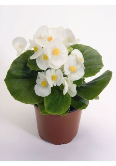 Videolu Beyaz Begonya Çiçeği 1 Adet Saksılı 20-40cm Bahçe Salon Teras Bitkisi White Bogonia