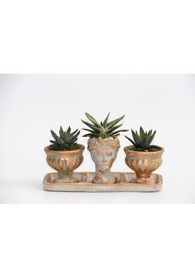 Trio Helen Orange Sukulent Seti - Haworthia Pumila. Gasteria