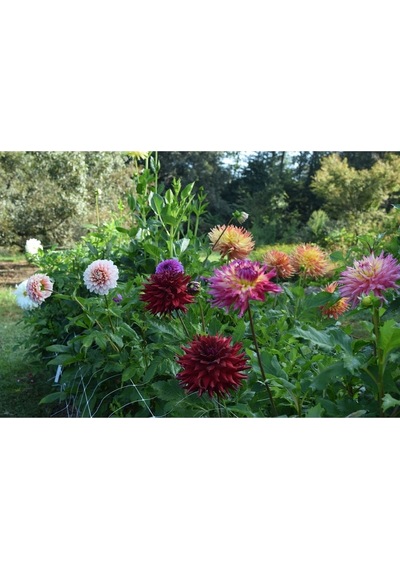 Dahlia Tohumu Dekoratif Dev Çiçekli Yıldız Çiçeği Variabilis Giants Mix
