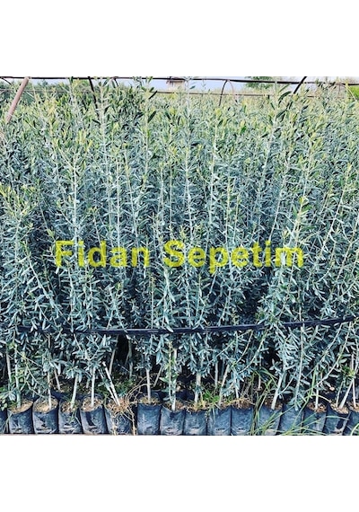 Gemlik Trilye Sofralık Zeytin Fidanı 3 Yaş