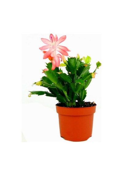 Serada Decor Plant Yılbaşı Çiçeği Yılbaşı Kaktüsü Açık Pembe 8.5 Saksıda İç Mekan Bitkisi