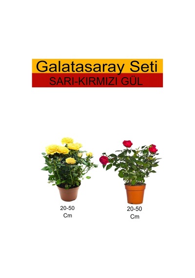 2'li Takım Seti Sarı Gül+ Kırmızı Gül Fidanı