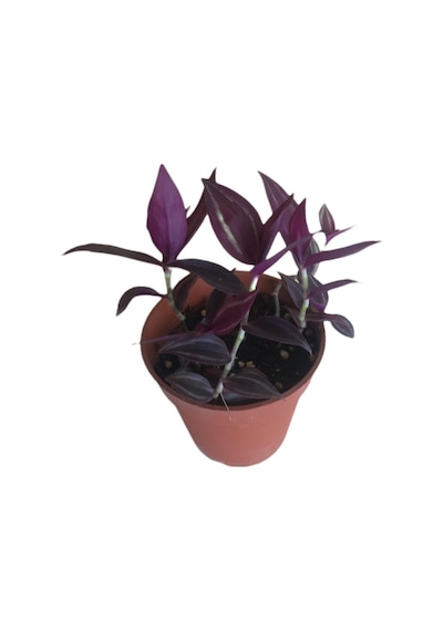 Mor Telgraf Çiçeği-tradescantia Küçük Boy