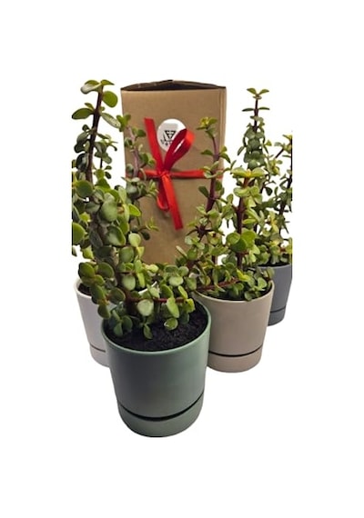 Para Çiçeği Crassula Ovata Canlı Bitki, Saksılı, 10cm Çap, 25cm Yükseklik, Karışık Renkli Saksı, Hediye Kutu Diğer