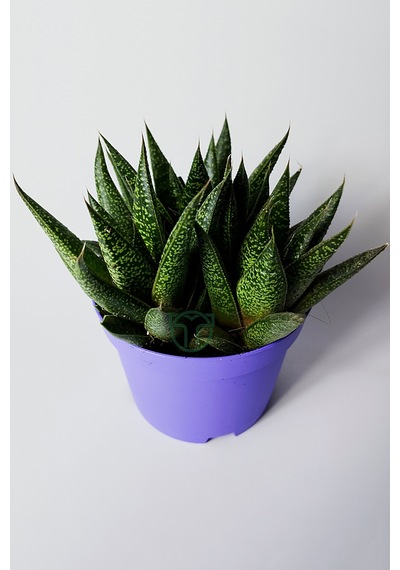 Gasteria Sukulent 3 Kök Canlı Dekoratif Ev Bitkisi Kolay Bakı