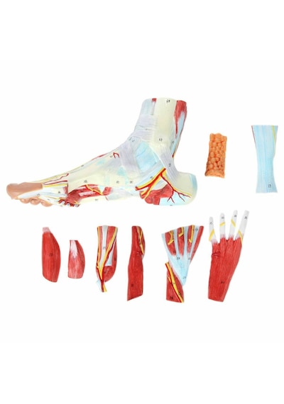 Ayak Anatomisi Modeli, Kas, Bağ, Sinir Ve Atardamarları İçeren, Gerçek Boyut, 9 Parçalı - Ayak Kası Maketi 01