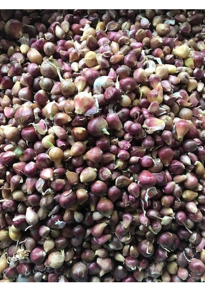 Tek Diş Mürdük Sarımsağı Tohumu Arpacık 50 Gr Ort 150 Ad Tohum