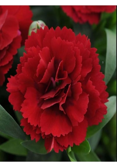 Canlı Kırmızı 1 Adet Karanfil Çiçeği Fidanı 40-60cm Saksılı Carnation Flower