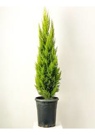 Videolu Hoş Kokulu Limoni Servi Fidanı 30-40 Cm Tüplü Dış Mekan Ağaçları Lemon-scented Pine