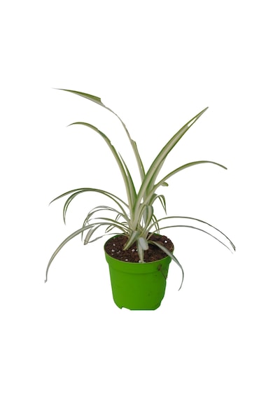 Mini Kudele 5-10 Cm 1 Adet Saksılı Salon Bitkisi